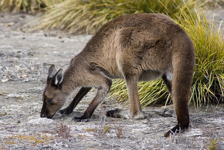 Canguro, simbolo d'Australia